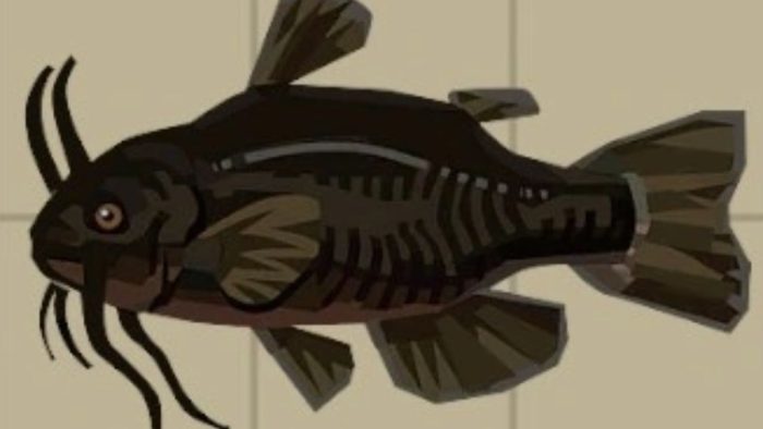 Dredge-Where-to-Find-Catfish-General-Information-Catfish