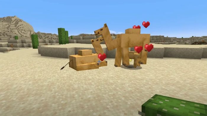 To breed and heal Camels in Minecraft, simply given them Cactus.